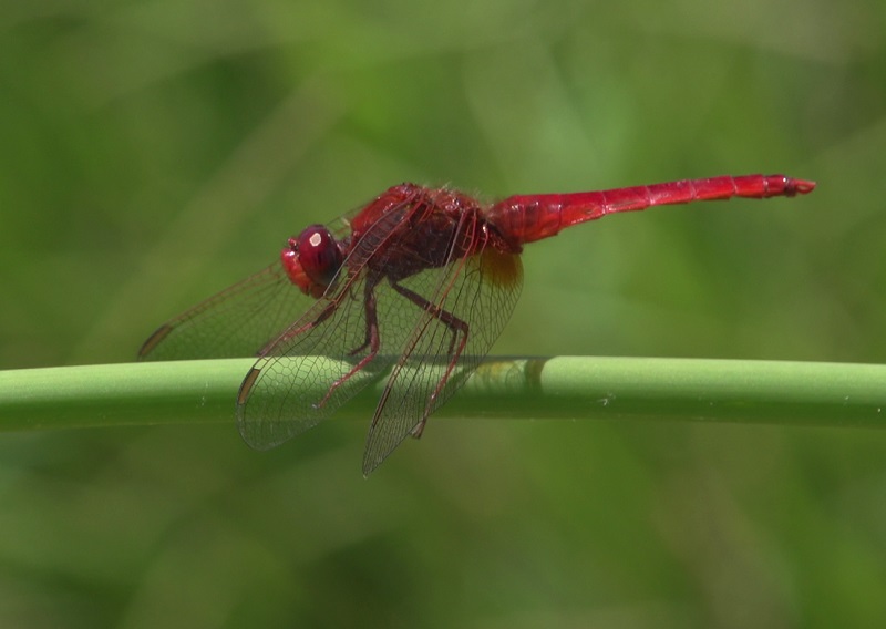 Sul fiume Sillaro: Crocothemis erythraea, Orthetrum brunneum   e Onychogomphus forcipatus